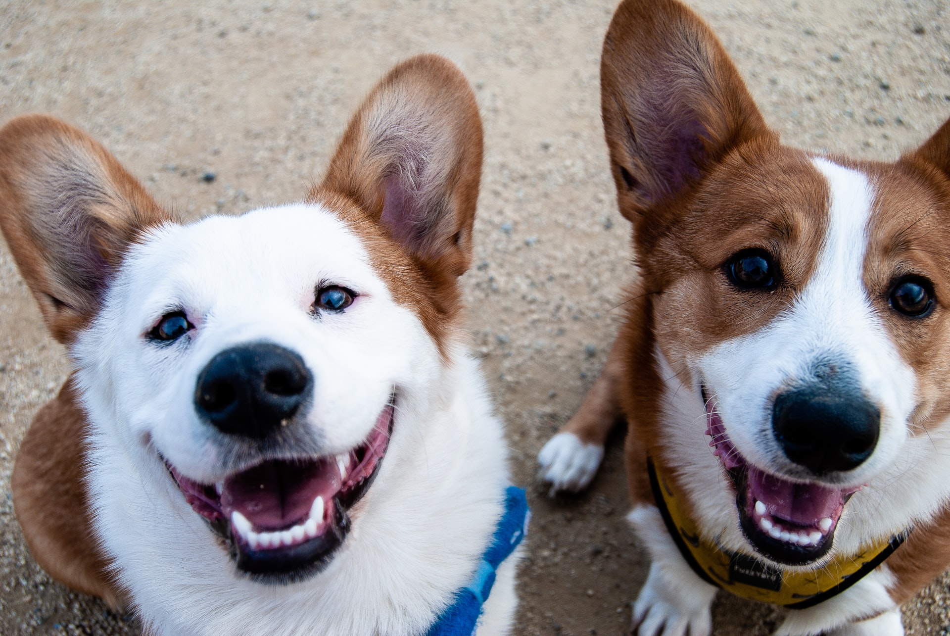 View of two Corgi dogs looking up at the camera