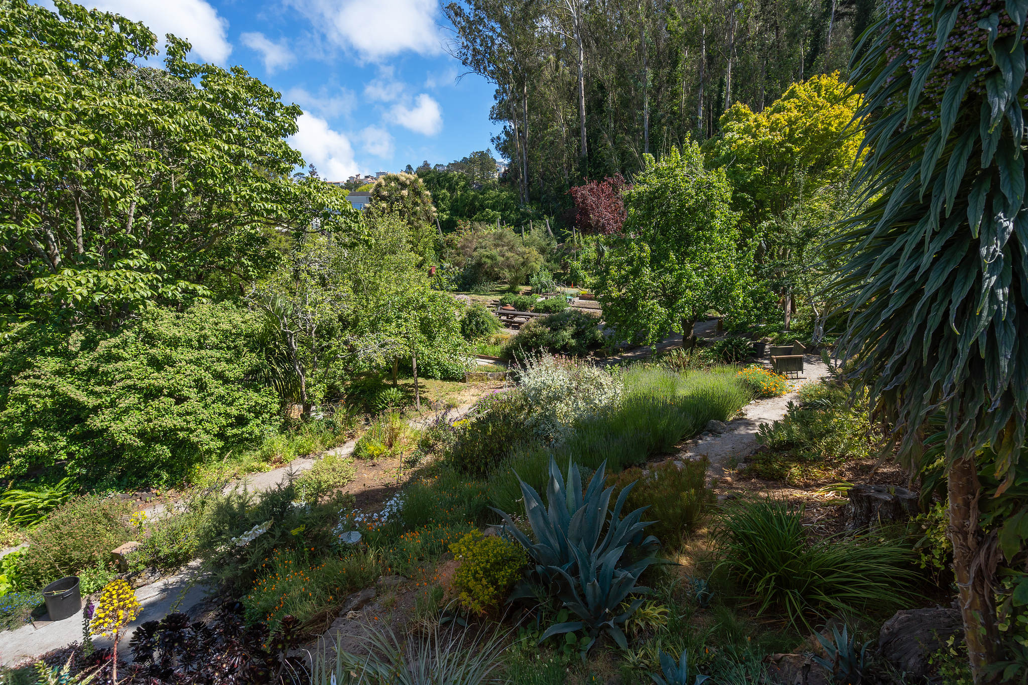Property Photo: View of a garden with Sutro Forrest beyond