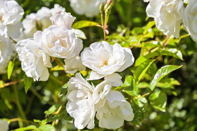 Property Thumbnail: Beautiful white roses located at 719 18th Avenue