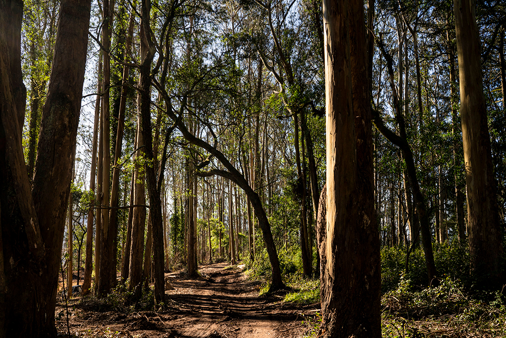 Tree lined path in Sutro Forest